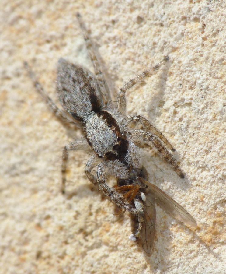Menemerus semilimbatus; Menemerus bivittatus